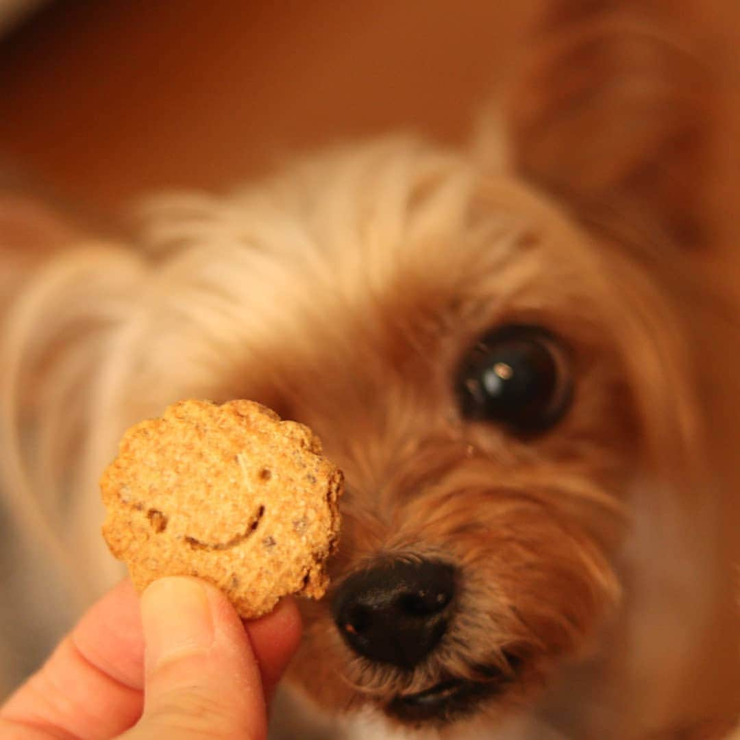 love23326さんのインスタグラム写真 - (love23326Instagram)「おやつ出来たわよ 🍪 本日のおやつは 3種類  かぼちゃときな粉のクッキー  さつまいもとココナッツのクッキー  さつまいもと米粉のスコーン  #おやつ  #ワンコと一緒におやつ  #一緒に食べられるって 嬉しいよね🧁 #ヒューマングレード  @yucokato  #食育セミナー #食育 #わんこの手作りおやつ  #わんこの手作りごはん  @yasuhiko_susaki @susakivet #須崎先生 たぶん大好きです #スマイル #Smile  #須崎動物病院  #須崎恭彦 先生  #シャーテリア #ヨーキー #요크셔테리어입양 #mydogs #犬#instagood #yokie#dog #yorkielove#yorkshireterrier」6月29日 12時03分 - love23326