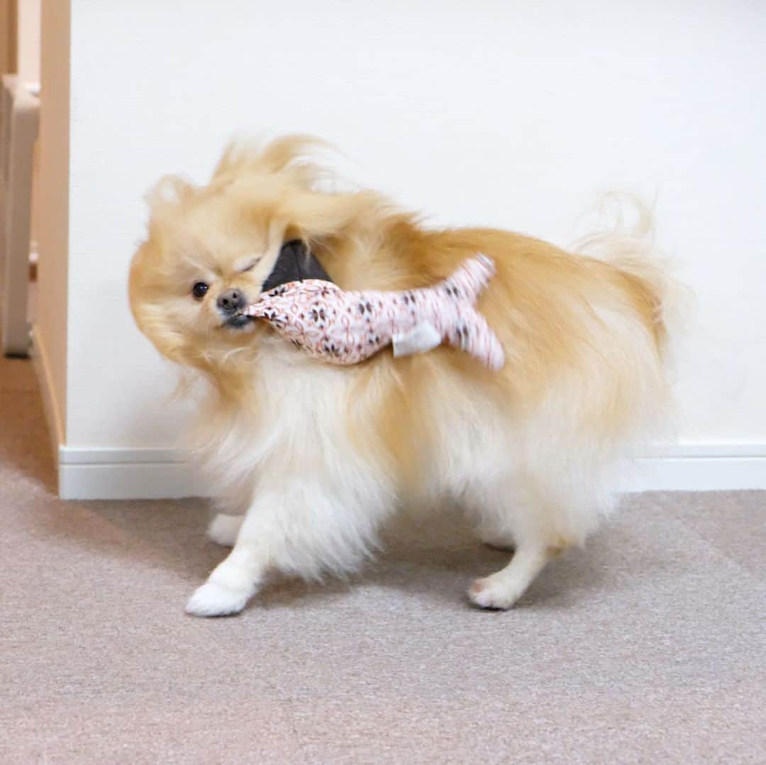 Hanaさんのインスタグラム写真 - (HanaInstagram)「ブログ更新しました♪ プロフィールから飛べます🚀 http://kedamakyoudai.blog.jp/ * シェイクシェイク♪ * ウィンク😉してるビーバー♪ * * #Pomeranian#pom#pompom#pomstagram#pets#いぬ#いぬすたぐらむ #dogs#doglover#dogsofinstagram#dogstagram#Japan#Kawaii#fluffydog#ポメラニアン#犬#いぬら部#chien#pecoいぬ部#포메라니안#もふもふ#ふわもこ部#cute#cutedog#funny#funnydog」6月29日 12時07分 - mofu2family