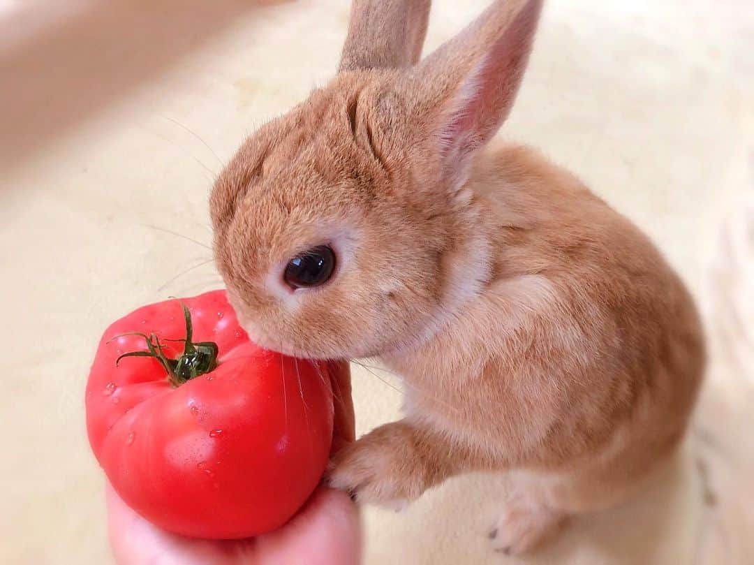 ラン?さんのインスタグラム写真 - (ラン?Instagram)「とっても美味しそうなトマト🍅もらったから、写真撮ってたら、、 ランが近寄って来て、「何これ！？( ^ω^)ｸﾝｸﾝ」 興味津々！！ でも、ランのじゃないですからぁ～ざんね～ん( ◜ω◝ ) あとで、水菜あげるね♡ ☆ 美味しそうに見えたのかなあ😊 ☆ #トマト #うさぎ #ネザーランドドワーフ #rabbit #bunny #bunnystagram  #rabbitstagram  #cute  #かわいい #ふわもこ部  #もふもふ  #zip写真部  #アニマル写真部 #instagramjapan #netherlanddwarf #うさぎと暮らす  #うさぎのいる暮らし #癒し #kawaii #ランちゃん  2019.06.29」6月29日 12時07分 - mofumofuusako