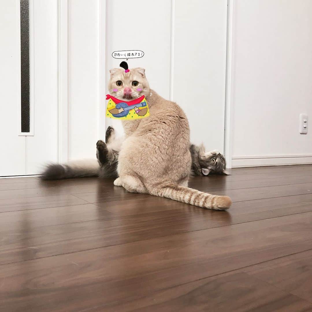 金太さんのインスタグラム写真 - (金太Instagram)「. 仕留めた感。。👮🏻🚓🚨 . . フォロワーさんの見てsnowのアプリ久々に使った（笑） ちゃんと反応してくれて嬉しい😍 . . #にゃんこ盛り . #snowアプリ  #猫snow」6月29日 12時16分 - vvviopw