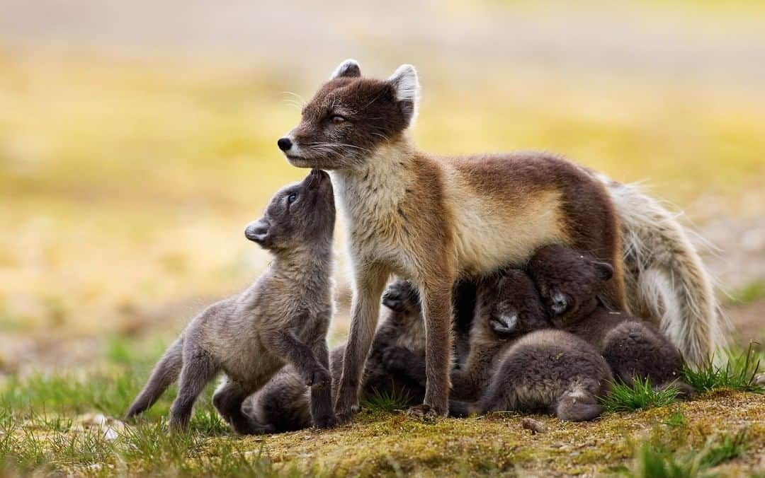 ナショナルジオグラフィックさんのインスタグラム写真 - (ナショナルジオグラフィックInstagram)「Photo by Jasper Doest @jasperdoest | A female Arctic fox weans her kits outside her den on the Arctic tundra in Svalbard, Norway. Litter size is dependent on food availability, with five to 10 young produced on average, but as many as 19 young in areas where food is particularly abundant.  Both parents contribute to the rearing of the young, with the female providing milk for the first three weeks and rarely leaving the den, while the male brings food. The young are able to leave their den for longish periods at eight to 10 weeks of age and will be sexually mature in less than 10 months. Follow @jasperdoest for more images of the wonders of nature and the human-wildlife relationship. #arctic #arcticfox #babyanimals」6月29日 23時12分 - natgeo