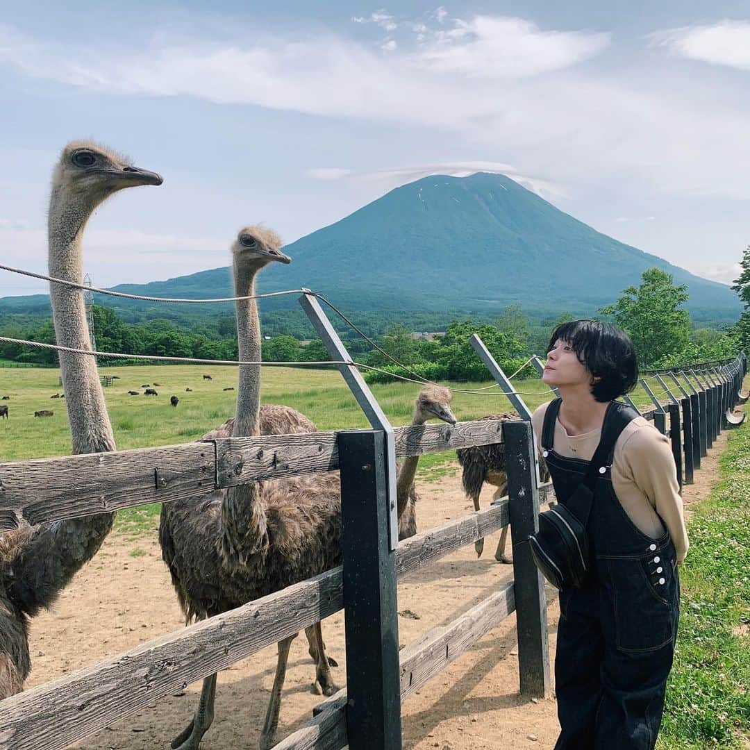 荒井愛花さんのインスタグラム写真 - (荒井愛花Instagram)「ダチョウとはじめてふれあった日でした…！ 2つめの動画私のイチオシなので見てほしい笑  #北海道 にて #第2有島ダチョウ牧場」6月29日 21時43分 - maaanyaka