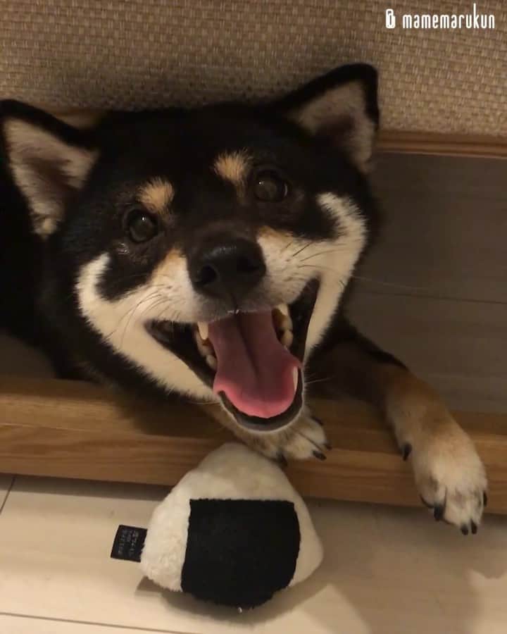 まめ丸のインスタグラム：「* * ソファの下でこっそりおにぎり🍙🐶💓 #ソファの下のまめ丸 シリーズ * hide-and-seek♪ I hid under the sofa🐶💓 * #おにぎりはおやつにはいりますか❓ #かくれてたべてるよ🍙🍙🍙 #まめスマイル ☺︎ * #柴犬#豆柴#柴#黒柴#黒豆柴#犬#ふわもこ部#shiba#shibainu#shibastagram#shibadog#puppy#instadog#dogstagram#dog#mameshiba#instashiba#petstagram#pet#buzzfeedanimals#cute#cutedog#강아지#멍스타그램#doglover」