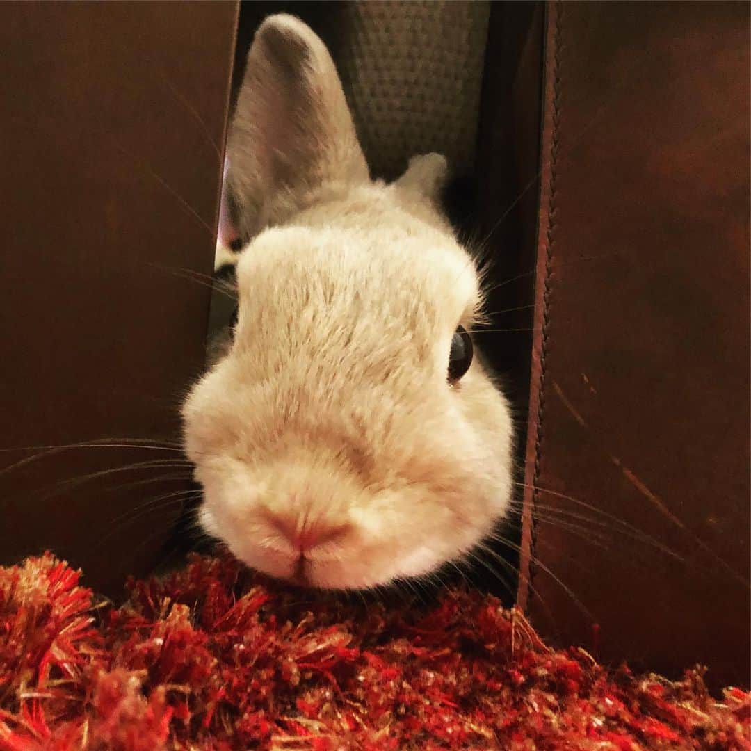 里美ゆりあのインスタグラム：「覗いちゃお〜♥️ #ネザーランドドワーフ #rabbit#うさぎ#ウサギ#兎#pretty#cute#ふわもこ部 #ポン太」