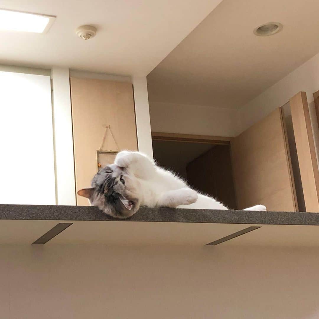 ホタテ＆クラム＆シラスのインスタグラム：「落ちるなよー（笑） #cat #neko #ScottishFold #猫 #ねこ #スコティッシュフォールド #catstagram #instagram #instagramjapan #ig_japan #igersjp」