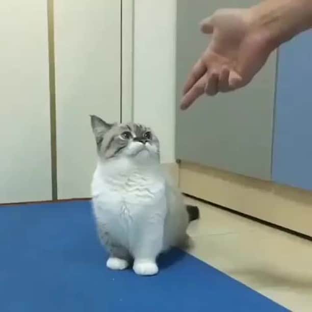 Aww Clubのインスタグラム