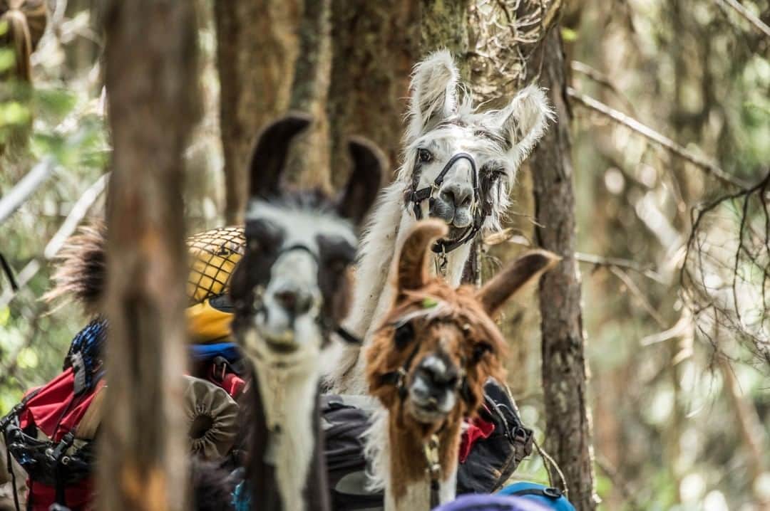 National Geographic Travelさんのインスタグラム写真 - (National Geographic TravelInstagram)「Photo by @amivitale | Welcome to the wonderful world of llamas. Llama-trekking is one of the many activities available in remote parts of Montana. These beautiful, eccentric creatures have exceptional eyesight which, allied with their periscope-like necks, makes them ideal security guards. Strong and gentle, quiet and agile, llamas are the perfect companion for a pack trip. With their padded foot, cleanliness, calm nature and ability to browse on a variety of vegetation, llamas have no more impact in the high country than a deer. Alert and surefooted, these beautiful Andean natives tote gear with ease, climbing up to Swan Lake, an area outside of Glacier National Park. Follow me, @amivitale, for more photos of fascinating creatures and stunning locations. #montana #llamas #trekking」6月29日 22時01分 - natgeotravel