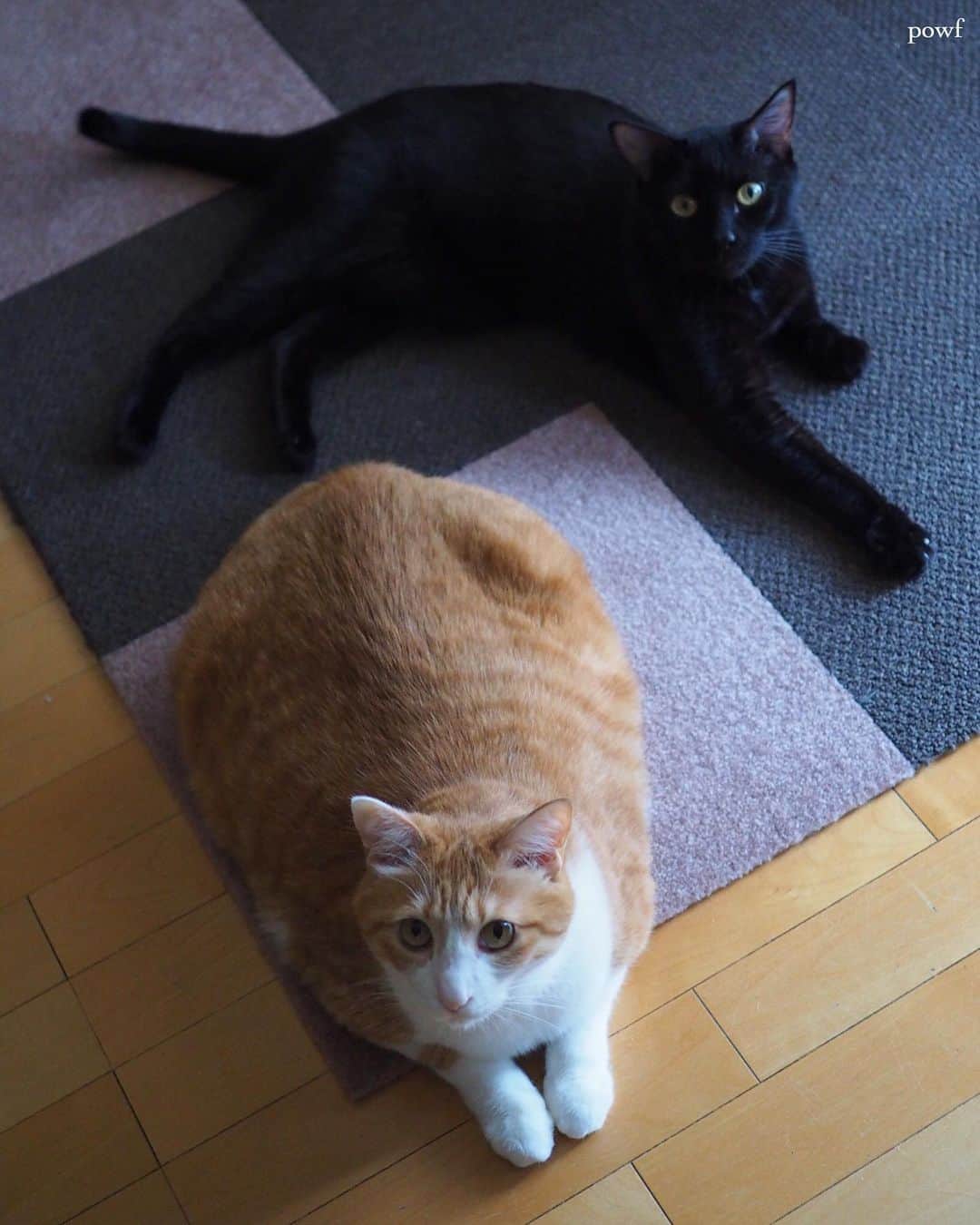 anemone_69のインスタグラム：「. ほんのいっときのツーショット。 . . #ハカセとキョウジュ #cat #猫 #保護猫 . . .」