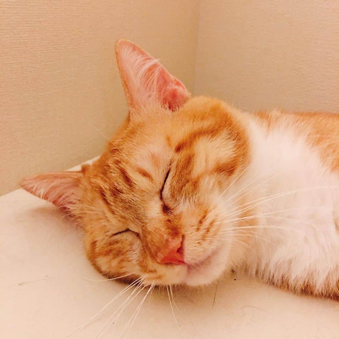 金巻ともこさんのインスタグラム写真 - (金巻ともこInstagram)「スヤスヤチャイ #kurohakuchai #tabby #orangetabby #cat #猫 #茶トラ」6月29日 22時07分 - tomotomoco
