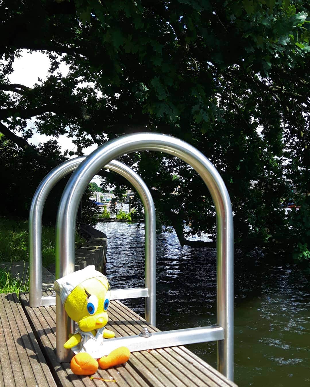 Little Yellow Birdさんのインスタグラム写真 - (Little Yellow BirdInstagram)「It's so freaking hot today; with over 30°C I need to go for a swim!!! #littleyellowbird #tweety #tweetykweelapis #adventures #yellow #bird #weekend #saturday #swimming #hotday #hitte #hittegolf #sun #fun #loenenaandevecht #river #rivierdevecht #stuffedanimalsofinstagram #plushiesofinstagram」6月29日 22時30分 - tweetykweelapis