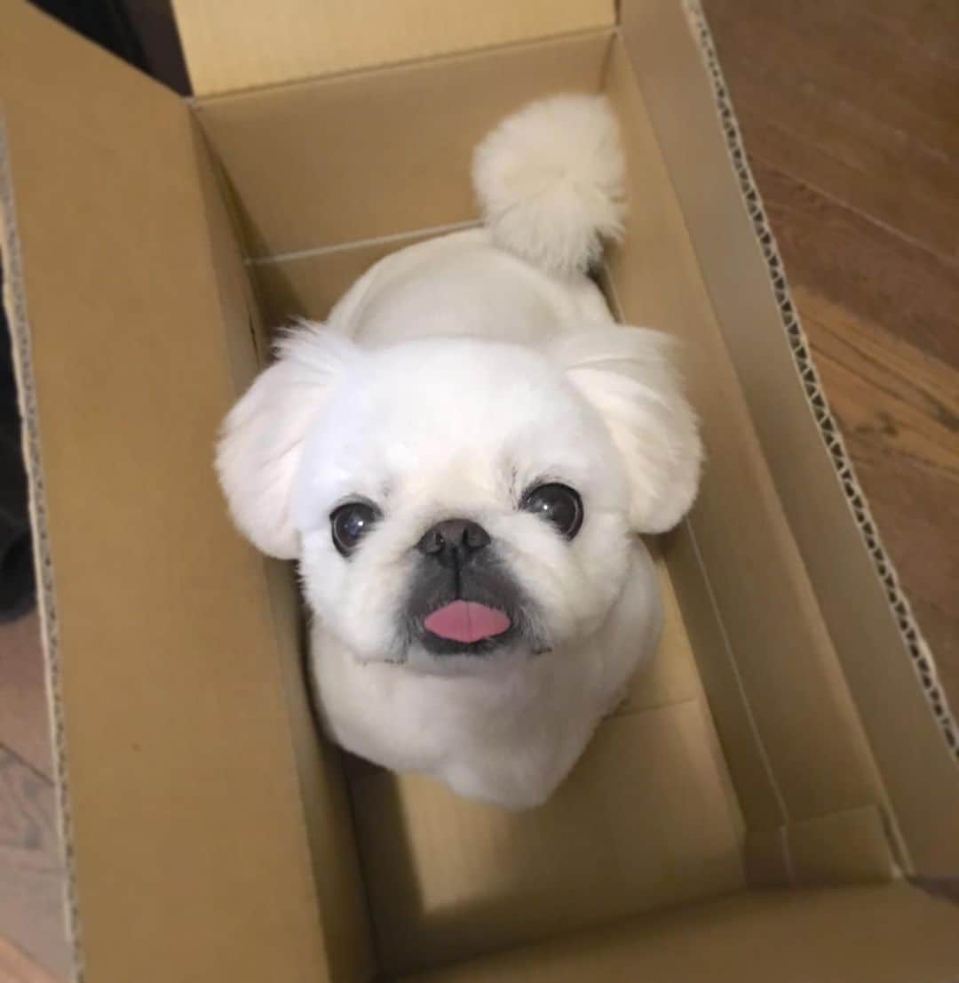 こなつのインスタグラム：「📮お届けものでーす🐶📦💖🚛💨 #instalove」