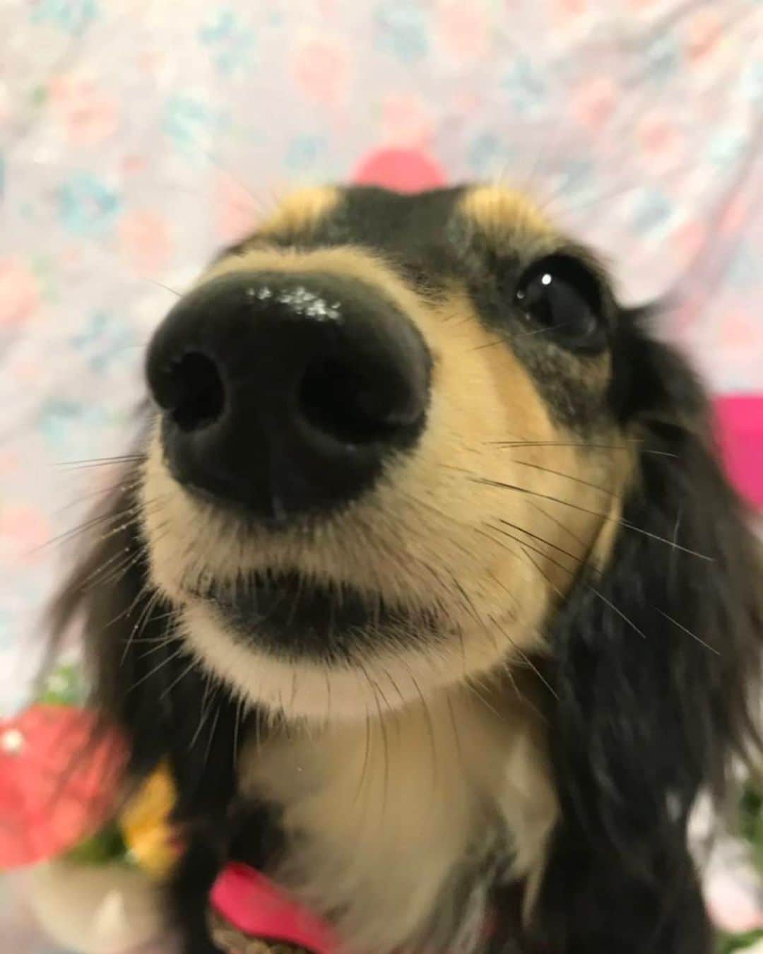 小日向えりのインスタグラム：「最近暑くなってきてきな粉の抜け毛がひどくて…ひたすらコロコロしている気がする…。 こういうときはプロにシャンプーお願いするのが1番だ✨✨ お風呂入って、ハーブパックしてもらい ブラッシングでこんもり、抜け毛😂 ミニチュアダックスフンドと思えないくらいの毛の量💦  コロコロが減ったよーわーい🙌  #ミニチュアダックスきな粉 #ミニチュアダックスフンド  #ミニチュアダックス #ダックス #いぬすたぐらむ #いぬのいる暮らし #いぬのいる暮らし #わんこ #dog」