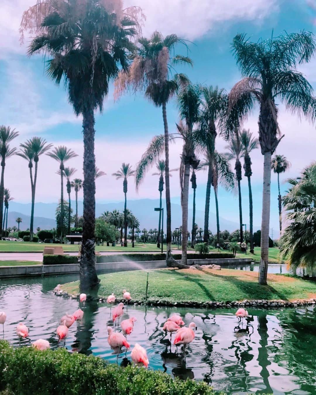 平子理沙さんのインスタグラム写真 - (平子理沙Instagram)「💕🌴Flamingos🌴💕 #palmsprings #travel #fashion #beauty #lifestyle #risahirako #平子理沙」6月29日 14時26分 - risa_hirako