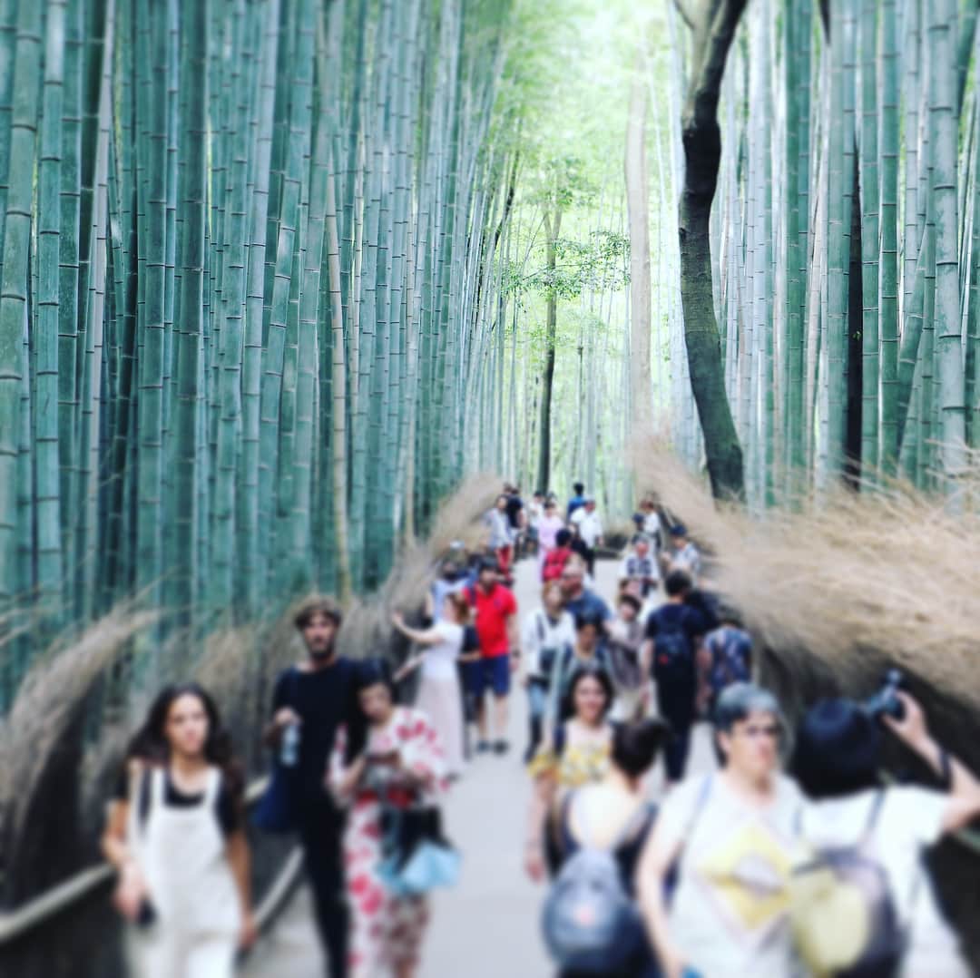 テレビ大阪「おとな旅あるき旅」さんのインスタグラム写真 - (テレビ大阪「おとな旅あるき旅」Instagram)「今夜のおとな旅あるき旅（テレビ大阪）は、世界遺産 仁和寺〜嵐山へ 歴史と美食と絶景を堪能する 夏の京さんぽです！  仁和寺で300年以上の時を越え公開される貴重な文化財や、夏らしい涼しげな美味、さらに映える名所など、盛りだくさん！お楽しみに！  今夜 18:30〜  #おとな旅あるき旅#テレビ大阪#三田村邦彦#山口実香#京都#嵐山#仁和寺#世界遺産#渡月橋#竹林#冷やし豆腐#漬け物寿司#おばんざい#隠れ家#実は今回の放送は第499回#あと1回で500回！」6月29日 14時48分 - tvo.otonatabi