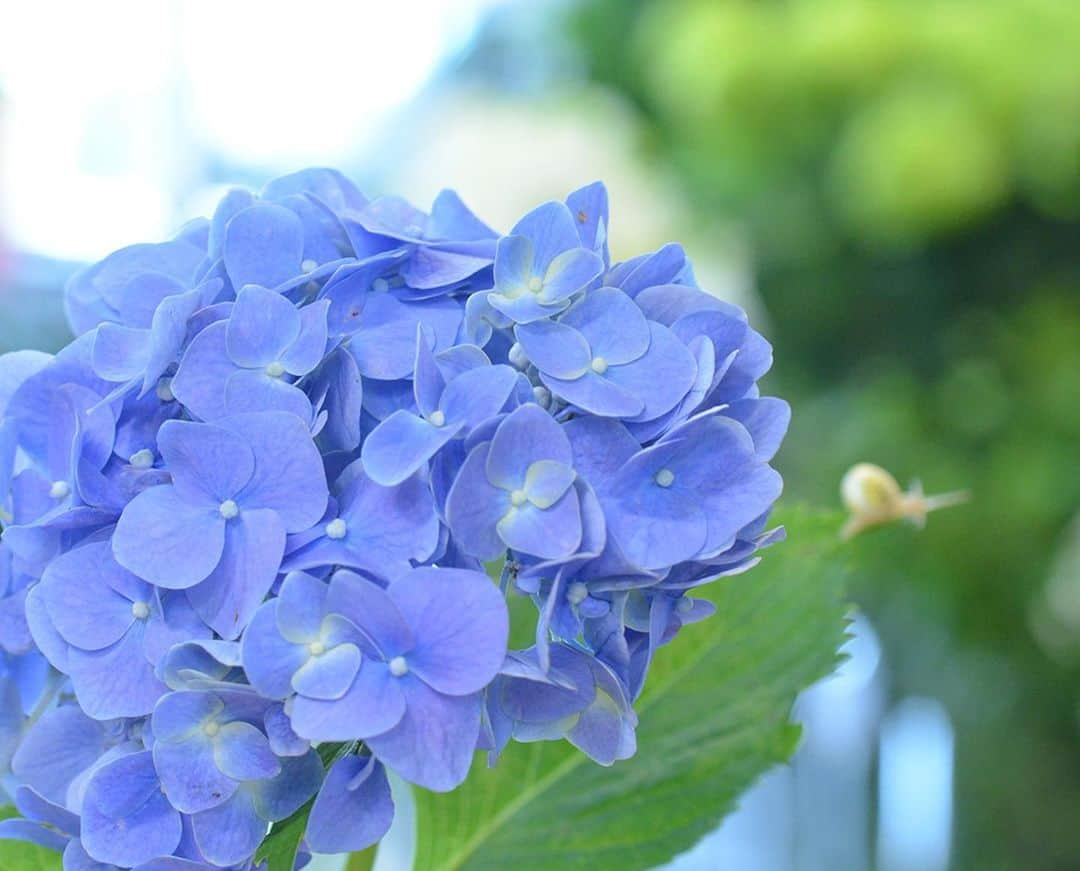 AOYAMA_HANAMOさんのインスタグラム写真 - (AOYAMA_HANAMOInstagram)「青山店には季節の花が日々入荷してきているのですが、なんと、青いハイドランジアの葉にカタツムリが！ その小さな来訪者はせわしなく動くフローリストを尻目に、ゆっくりと葉っぱの上の散歩を楽しんでいるのでした。生産者さんの元から、花市場を経て、はるばる青山花茂へ。そんな壮大な冒険を想像して、思わず頬がゆるんでしまいました。 * その後のカタツムリ… ハイドランジアを使う際に、外に逃がしました。 --- #aoyamahanamo #flower #flowers #flowershop #florist #tokyo #aoyama #omotesando #webstagram #flowerstagram #instagood #followme #花 #花屋 #フラワー #マクロ萌え部 #ザ花部 #花のある暮らし #花のある生活 #花育 #東京 #青山 #表参道  #紫陽花 #アジサイ #ハイドランジア #hydrangea #カタツムリ #フラワーギフト #flowergift」6月29日 15時11分 - aoyama_hanamo