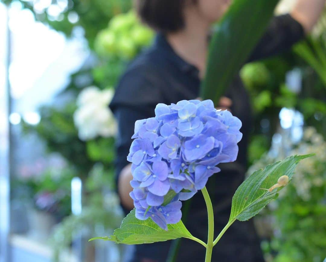 AOYAMA_HANAMOさんのインスタグラム写真 - (AOYAMA_HANAMOInstagram)「青山店には季節の花が日々入荷してきているのですが、なんと、青いハイドランジアの葉にカタツムリが！ その小さな来訪者はせわしなく動くフローリストを尻目に、ゆっくりと葉っぱの上の散歩を楽しんでいるのでした。生産者さんの元から、花市場を経て、はるばる青山花茂へ。そんな壮大な冒険を想像して、思わず頬がゆるんでしまいました。 * その後のカタツムリ… ハイドランジアを使う際に、外に逃がしました。 --- #aoyamahanamo #flower #flowers #flowershop #florist #tokyo #aoyama #omotesando #webstagram #flowerstagram #instagood #followme #花 #花屋 #フラワー #マクロ萌え部 #ザ花部 #花のある暮らし #花のある生活 #花育 #東京 #青山 #表参道  #紫陽花 #アジサイ #ハイドランジア #hydrangea #カタツムリ #フラワーギフト #flowergift」6月29日 15時11分 - aoyama_hanamo