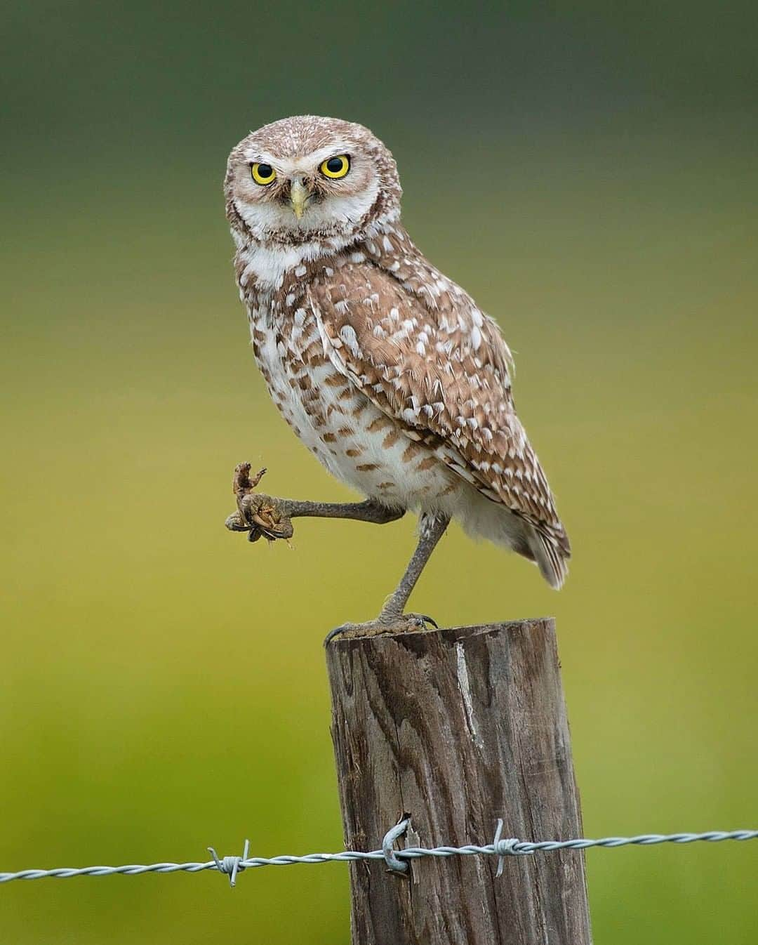 ナショナルジオグラフィックさんのインスタグラム写真 - (ナショナルジオグラフィックInstagram)「Photo by Carlton Ward Jr. @carltonward | A burrowing owl snacks on a mole cricket on a cattle ranch in the Everglades Headwaters region of the Florida Wildlife Corridor near Orlando. Cattle ranches throughout the Greater Everglades provide crucial wildlife habitat and keep a statewide network of public and private lands connected. This particular ranch is protected by a conservation easement. But most of Florida's agricultural lands are threatened by sprawling development. On average, 1,000 people move to Florida every day. Without more investment in conservation, we will continue to lose more than 100,000 acres of wildlife habitat every year to development. For more glimpses of the hidden wild, please follow @carltonward. #owl #florida #floridawild #FloridaWildlifeCorridor #keepflwild @fl_wildcorridor」6月29日 15時39分 - natgeo