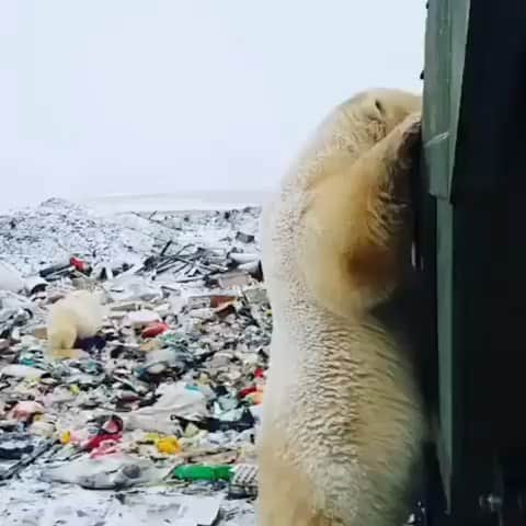 デスモンド・タンのインスタグラム：「What a painful sight to watch.. We, humans, greatly altered the way nature should be for our wimpy 'convenience' and greed while animals helplessly bear the harsh consequences. The home and survivability of our fellow wildlife is destroyed with our rubbish (both fig and lit). It's time for us to band together and make it right for our planet Earth before it is too late! We have to act now!  看到北极熊住在垃圾堆中，饿着肚子从垃圾车找食物，我心好疼。就十多二十年前，我小時候看到纪录片里北极熊的家不是这样的! 我们人类不要再任性了好吗，我们就担当责任修补我们造成的破坏好吗? 我真的希望我们的下一代看到的景色会是我小时候看到的那样。我们团结解救地球! 拜托，好吗?  #sharethemessage #savetheworld  P.S. Thank you @lok666 for sharing this message!」