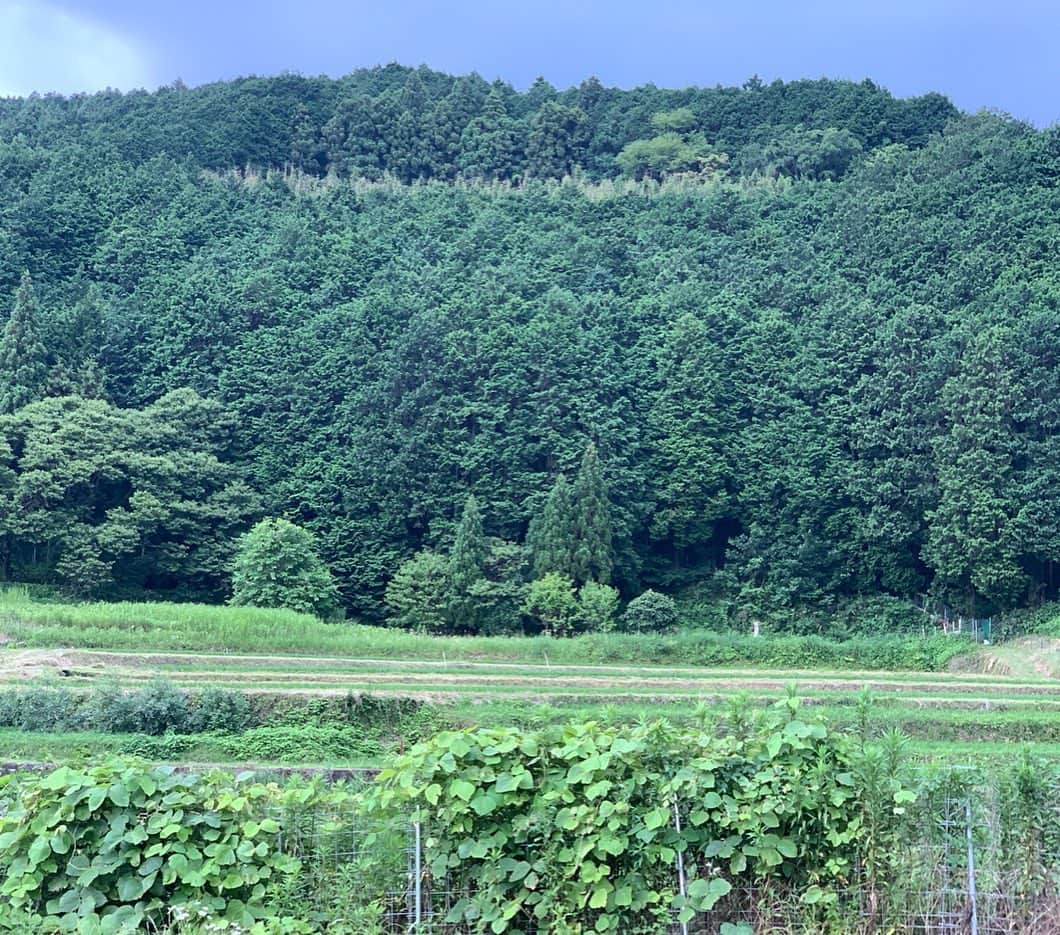 青山有紀さんのインスタグラム写真 - (青山有紀Instagram)「奈良桜井市の #三輪山勝製麺 さんへ。 以前パンケーキ王子 @satorucci にこちらのノンオイル吉野葛入りそうめんをいただいて、あまりの美味しさにファンになってしまい😻💕 本社にまで来てしまいました〜😂 まだ未発表の新作や全粒粉麺も感動的に美味しかったし、商品になるまでのストーリーや想いも伺えて、とても素晴らしい時間を過ごせました。ご縁を繋いでくれたパンケーキ王子、いつもありがとう🙏✨ #パンケーキ王子 #青山有紀」6月29日 17時15分 - yukiaoya