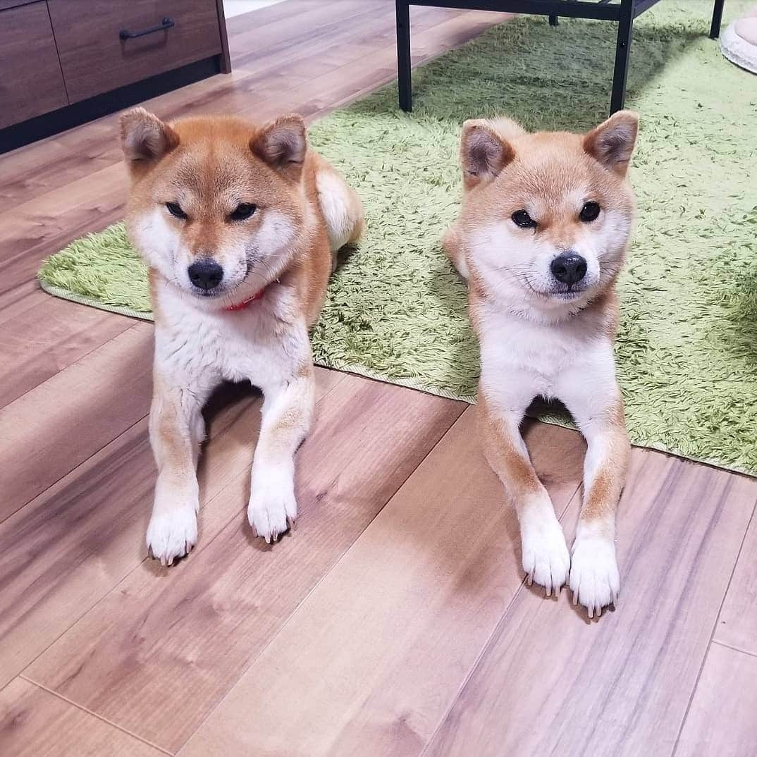 柴犬たま Shibainu Tamaのインスタグラム