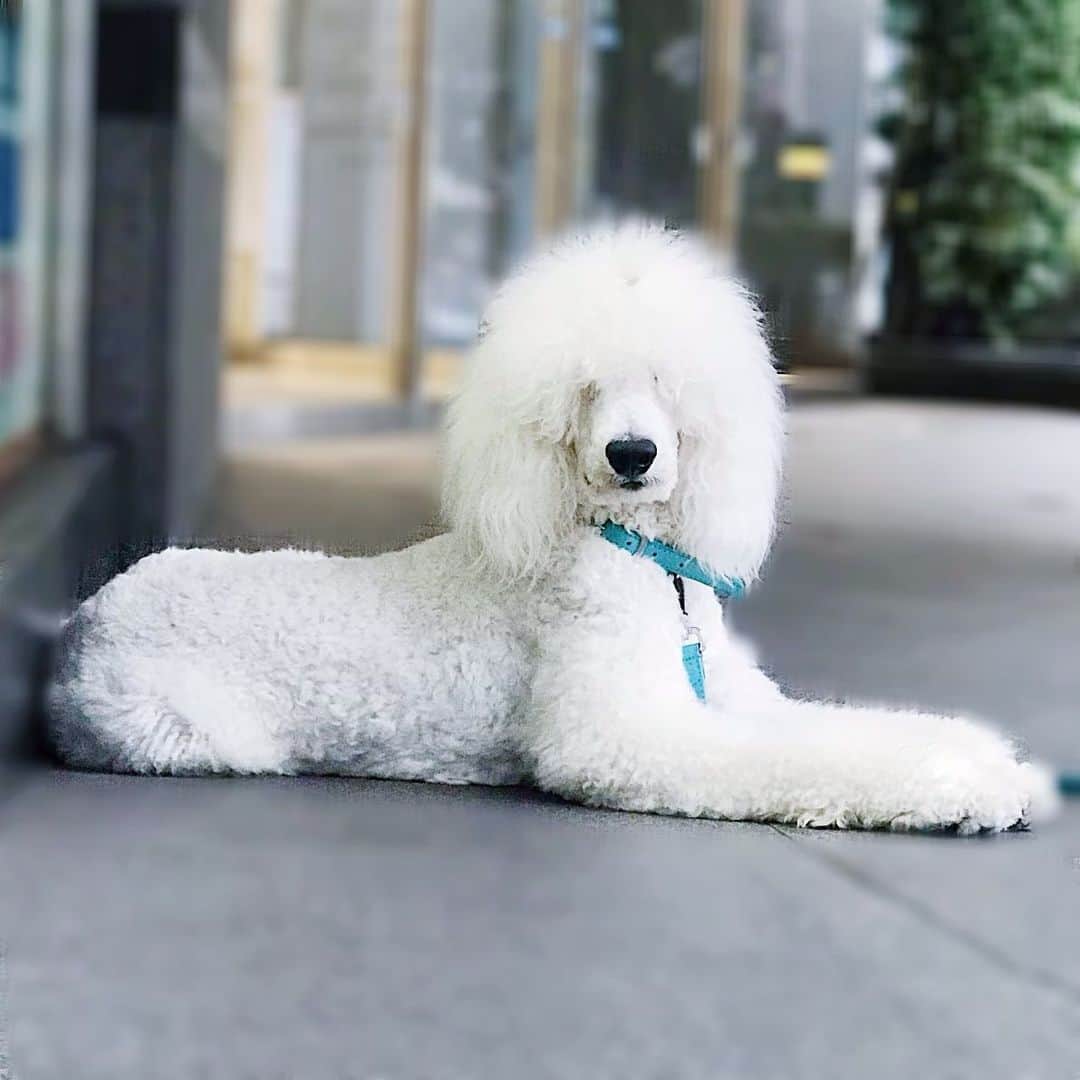 相沢あいさんのインスタグラム写真 - (相沢あいInstagram)「親御さんをじっと待つかわいい子がいた。早く戻られると良いですね。 #犬 #dog #プードル #スタンダードプードル #poodle #standardpoodle #白い犬 #whitedog #今日の目線ありがとうございます #スタンプー」6月29日 17時27分 - aizawaai