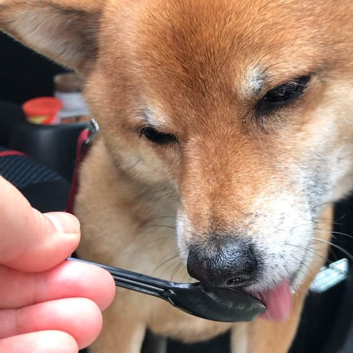 柴犬はなこ Shibainu Hanakoのインスタグラム