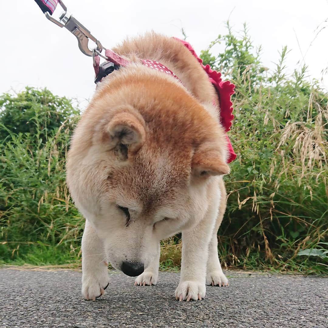 柴子さんのインスタグラム写真 - (柴子Instagram)「雨降る前にお散歩テクテク。 柴子(仮名)さん、ギリギリセーフ(*^^*) #柴犬　#shibainu #shibastagram」6月29日 17時38分 - senogawadogs