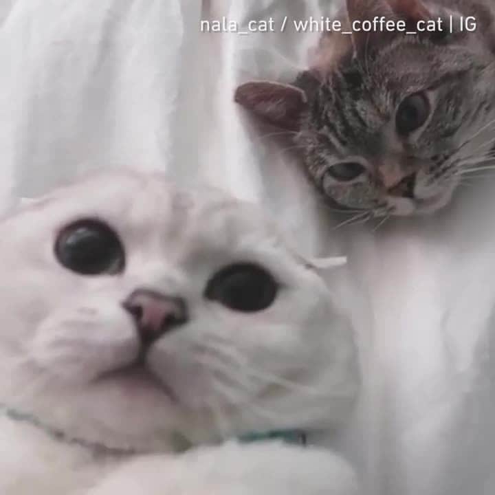 Aww Clubのインスタグラム