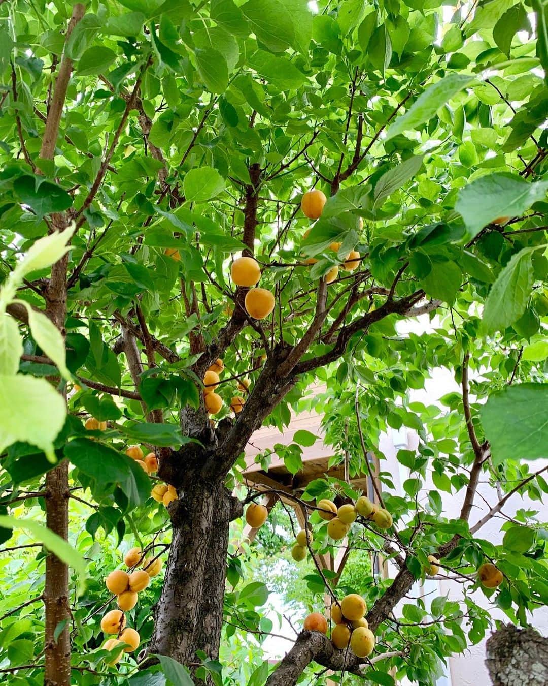 丘の上のパン屋 のグルメインスタ