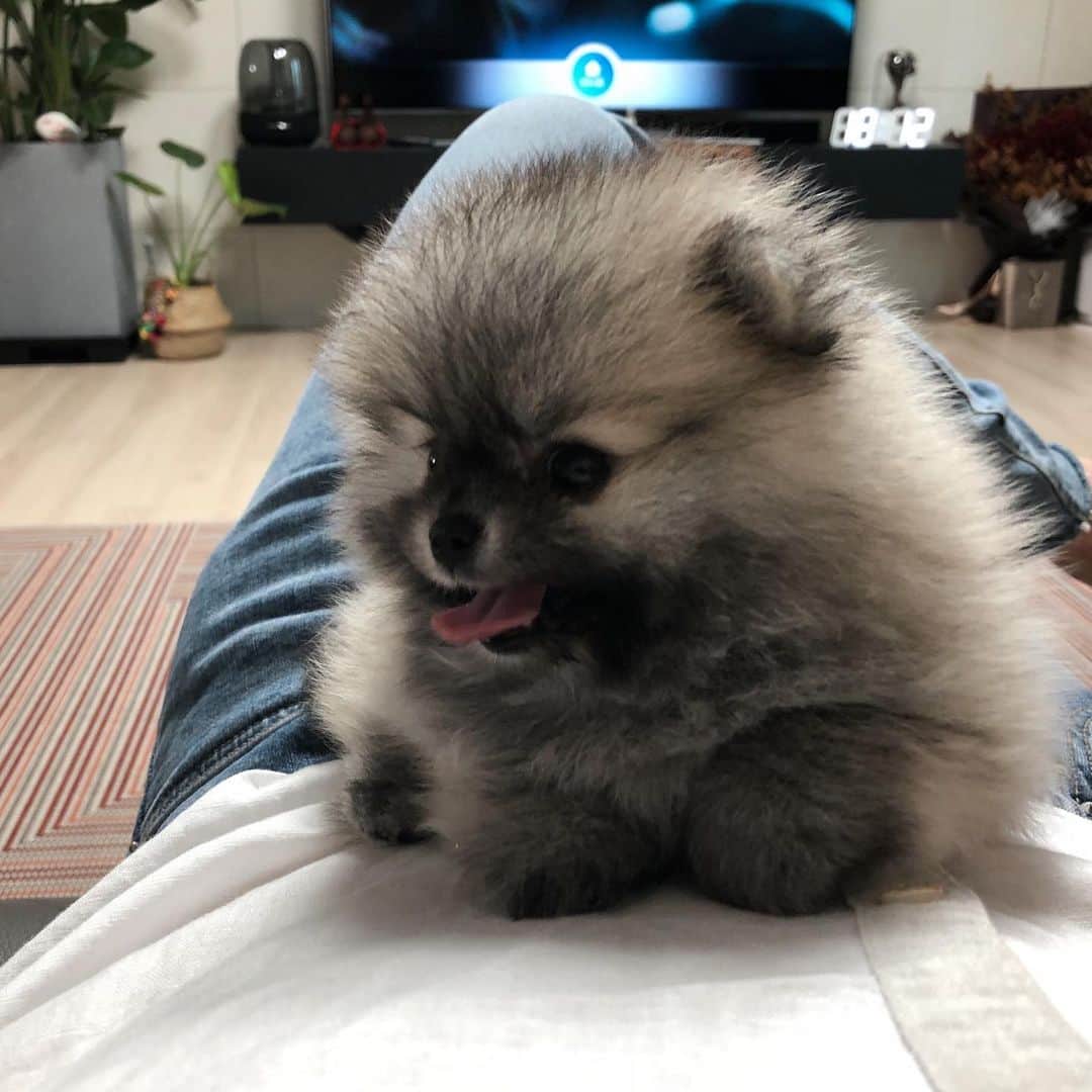 イェジュン のインスタグラム：「새식구 ‘쿠스’ 라쿤아니구 용맹한 남자 포메입니다🐶 #핵꿀귀탱 #포메라니안 #쿠스 #kuss」