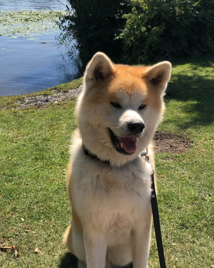 Mikkaのインスタグラム：「It’s so hot outside.... so we had to get some Ice Cream. 🍦☀️🐕 #akita #akitainu #icecream #doglovesicecream」