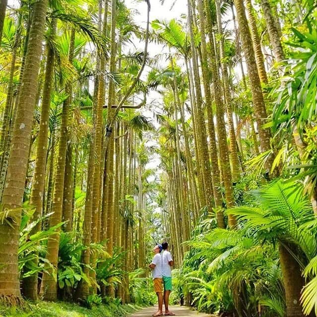 Be.okinawaさんのインスタグラム写真 - (Be.okinawaInstagram)「Stand in the middle of the palm-lined street of Southeast Botanical Gardens for the perfect picture with your loved ones! 📷:@ryuji_and_yoshiki  #southeastbotanicalgardens #okinawacity #東南植物樂園 #沖繩 #동남식물낙원 #오키나와 #東南植物楽園 #沖縄市 #nature #palmtree #beokinawa #visitokinawa」6月29日 19時03分 - visitokinawajapan