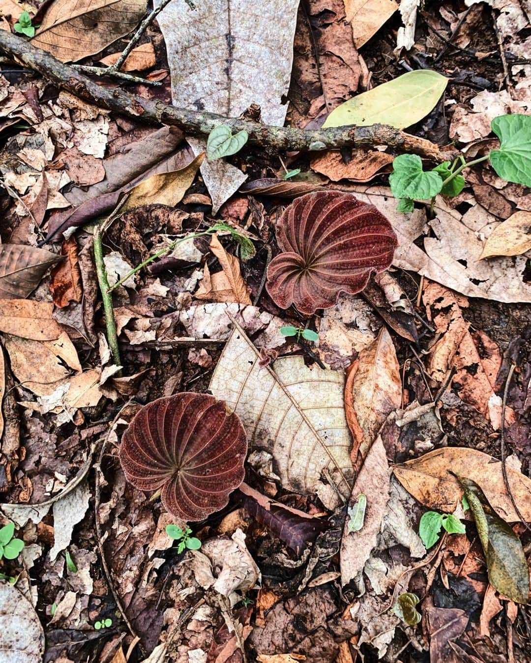 Amata Chittaseneeさんのインスタグラム写真 - (Amata ChittaseneeInstagram)「During the rainy season, the forest is so lively!! 🌳🍄 เข้าหน้าฝน ชีวิตใหม่ๆเกิดขึ้น สนุกกับการมองพื้นป่านุ่มๆที่เต็มไปด้วยเห็ดแปลกๆกับต้นไม้จิ๋วเล็กๆ  #cloudforest #chiangmai #Thailand #pearypiegoesgreen」6月29日 19時06分 - pearypie