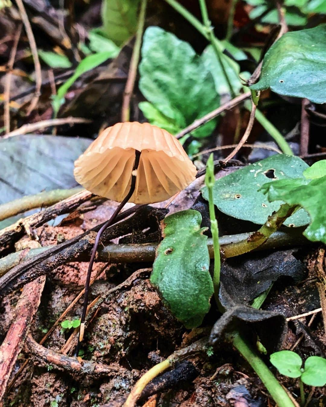 Amata Chittaseneeさんのインスタグラム写真 - (Amata ChittaseneeInstagram)「During the rainy season, the forest is so lively!! 🌳🍄 เข้าหน้าฝน ชีวิตใหม่ๆเกิดขึ้น สนุกกับการมองพื้นป่านุ่มๆที่เต็มไปด้วยเห็ดแปลกๆกับต้นไม้จิ๋วเล็กๆ  #cloudforest #chiangmai #Thailand #pearypiegoesgreen」6月29日 19時06分 - pearypie