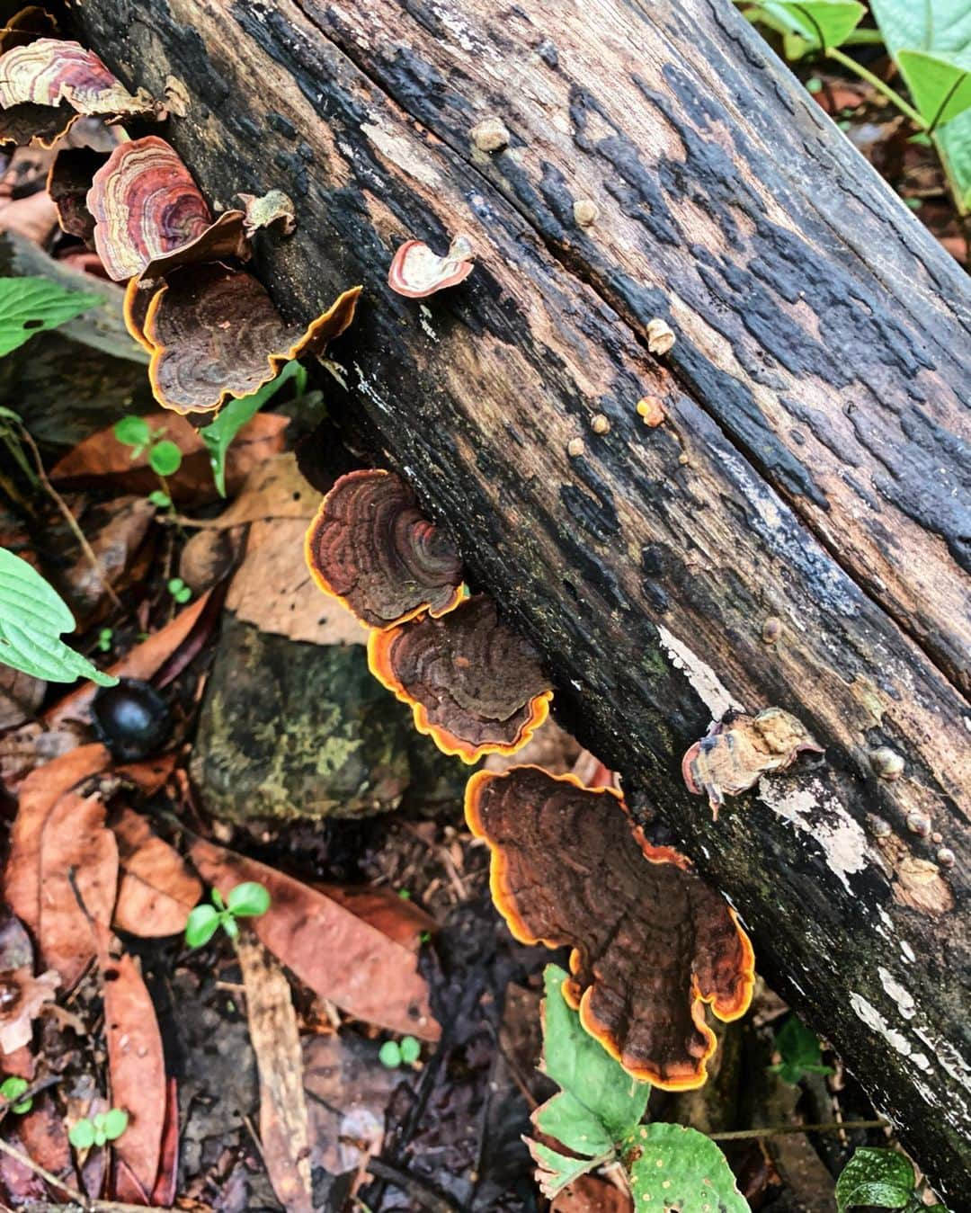 Amata Chittaseneeさんのインスタグラム写真 - (Amata ChittaseneeInstagram)「During the rainy season, the forest is so lively!! 🌳🍄 เข้าหน้าฝน ชีวิตใหม่ๆเกิดขึ้น สนุกกับการมองพื้นป่านุ่มๆที่เต็มไปด้วยเห็ดแปลกๆกับต้นไม้จิ๋วเล็กๆ  #cloudforest #chiangmai #Thailand #pearypiegoesgreen」6月29日 19時06分 - pearypie