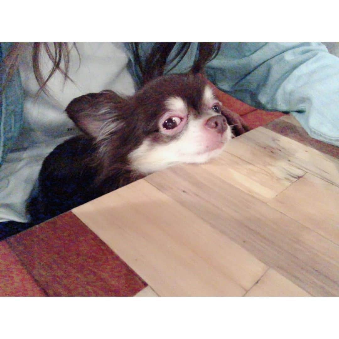 七瀬美月さんのインスタグラム写真 - (七瀬美月Instagram)「姉とdogcafeへ💓🐶☕︎ .  まろさん動画の水飲んだフリやばいw😂 水より、はやくササミくれてきな🐶🌟 . .  姉に抱っこされてる間に ずっと目で追ってたトイプードル🐩が 帰っちゃってて、そこからまろさんのテンション めっちゃ下がってたw  わかりやすい😂 .  帰ってスーパー行って一息💕🐱✨ .  #ドックカフェ#dogcafe#ササミ #dog#tokyo  #ランチ#まろさん#チワワ#複数枚投稿#nakano  #梅雨#雨#aneacafe#ご飯#cafe#カフェ#ペット #Chihuahua」6月29日 19時10分 - yskwask1114