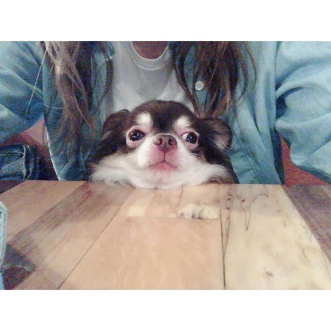 七瀬美月さんのインスタグラム写真 - (七瀬美月Instagram)「姉とdogcafeへ💓🐶☕︎ .  まろさん動画の水飲んだフリやばいw😂 水より、はやくササミくれてきな🐶🌟 . .  姉に抱っこされてる間に ずっと目で追ってたトイプードル🐩が 帰っちゃってて、そこからまろさんのテンション めっちゃ下がってたw  わかりやすい😂 .  帰ってスーパー行って一息💕🐱✨ .  #ドックカフェ#dogcafe#ササミ #dog#tokyo  #ランチ#まろさん#チワワ#複数枚投稿#nakano  #梅雨#雨#aneacafe#ご飯#cafe#カフェ#ペット #Chihuahua」6月29日 19時10分 - yskwask1114