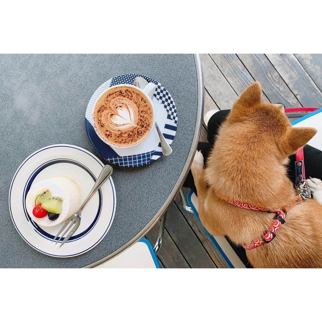 VANRIさんのインスタグラム写真 - (VANRIInstagram)「🍰☕️🐕 チーズケーキとカプチーノとはなび。 #coffeehousenishiya #コーヒーハウスニシヤ  #cheesecake #cappuccino #my baby  #豆柴 #日本犬 #ニシヤでの過ごし方」6月29日 19時11分 - vanri0121