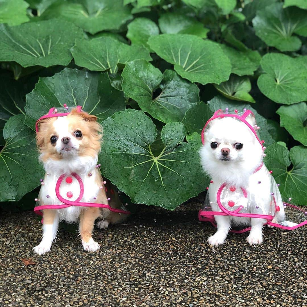 玉ねぎ戦士さんのインスタグラム写真 - (玉ねぎ戦士Instagram)「雨でもお散歩行くでしゅ☔️🐾 ・ ・ ・ #☔️ #rainyday  #雨ん歩 #ducie」6月29日 19時16分 - licca_tarao_0311