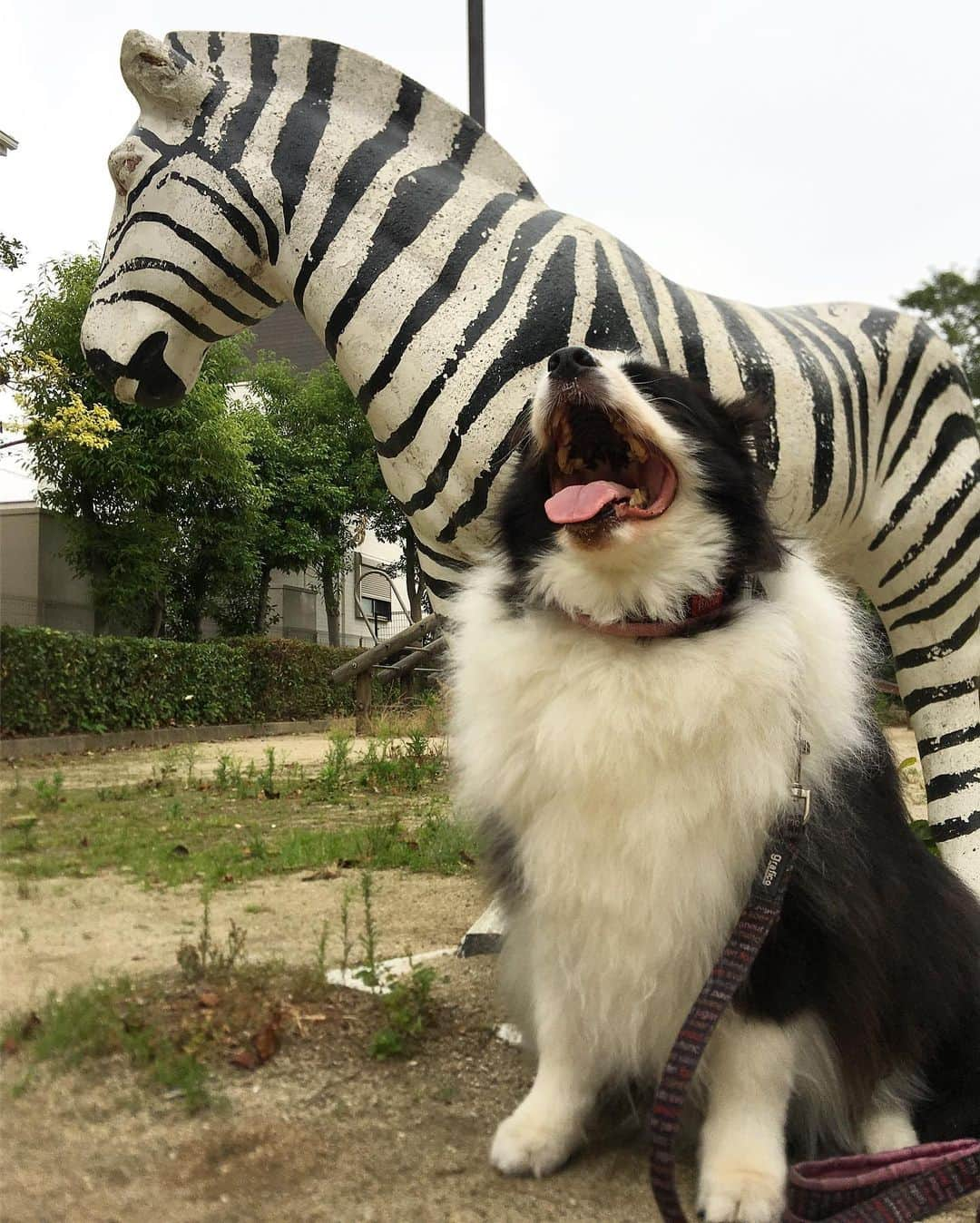 犬バカ部宣伝部長さんのインスタグラム写真 - (犬バカ部宣伝部長Instagram)「どうもヤル気が出なくて…﻿ お風呂は明日に持ち越し…❌🛁💕🐼💕﻿ 明日は必ず入れるからね！そらちゃん！﻿ もちろん午前中に！！👊😊﻿ ﻿ #犬バカ部﻿ #bordercollie﻿ #ボーダーコリー ﻿ #公園にしまうまって珍しい🦓」6月29日 19時27分 - umetaturou