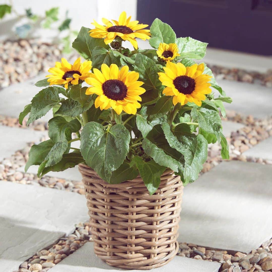 Nextさんのインスタグラム写真 - (NextInstagram)「Bringing the sunshine to any outdoor space with our stunning Sunflower Basket 🌼 Tap the link in our bio to order now! #sunflowers #plants #plant #gift #gifting #garden #greenfingers #gardening #sunshine #summer」6月29日 19時28分 - nextofficial