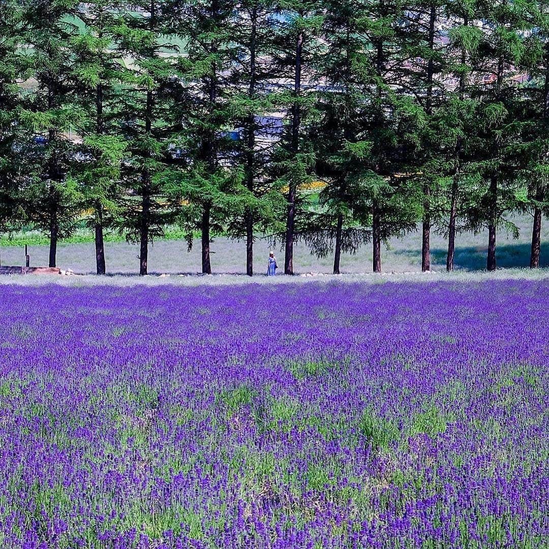 花の写真館のインスタグラム：「Photo by @asako1965.⠀ https://instagram.com/asako1965/⠀ .⠀ Original Post[投稿頂いたURL]⠀ https://www.instagram.com/p/BWM7xH4Akwj/⠀ .⠀ 本アカウントは、 #私の花の写真 をつけてInstagramに投稿された皆さまの花の写真や、「花の写真館」Facebookページで投稿された花の写真を紹介します。⠀ 「花の写真館」Facebookページは、「 @floral.photograph 」のプロフィールにあるURLからご覧ください。⠀ .⠀ #花の写真館 #floralphotograph #floralphoto #flower #flowers #富士フイルム #FUJIFILM⠀ Follow: @floral.photograph」