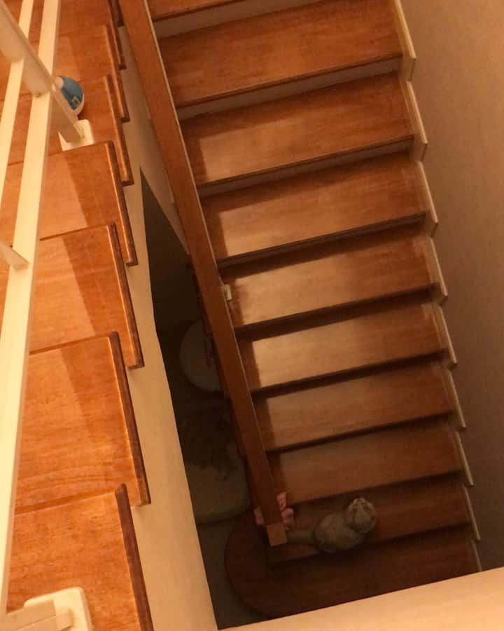 Haruのインスタグラム：「When my human came home #มันก็จะร้องอ้อนๆหน่อย #แอร๊ยๆ #ร้องเหมี๊ยวไม่เป็น」