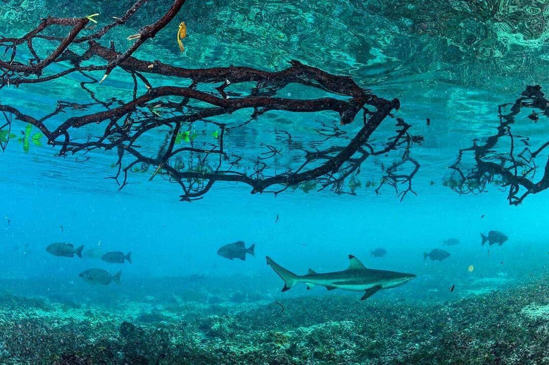 Thomas Peschakのインスタグラム：「I think that the world’s most magical mangrove forests are on the Seychelles atoll of Aldabra. Where else can you drift in just 3 feet of crystal clear water and encounter black-tip reef, Indo-Pacific lemon sharks, swirling schools of snappers and even giant groupers! All while thousands of frigate birds and red footed boobies roost in the forest canopy above. Shot on assignment for @natgeo @sif_seychelles #shark #mangroves #seychelles #aldabra #indianocean」