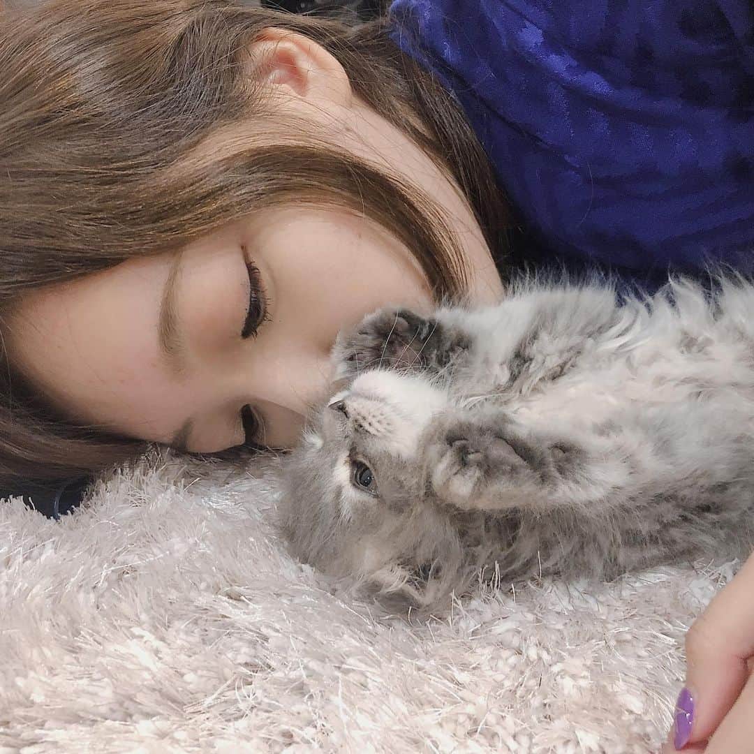 のインスタグラム：「子供をもった気分です 万歳してるジェラくん🐈  撮影はあいかさん  #猫 #にゃんすたぐらむ 始めました #ジェラスタグラム #スコティッシュフォールド #折れ耳 #男の子 #子猫 #ねこがいる生活 #猫がいる生活  #ジェラくん #赤ちゃん #cat #catstagram  #cats  #京佳 #いいねして」