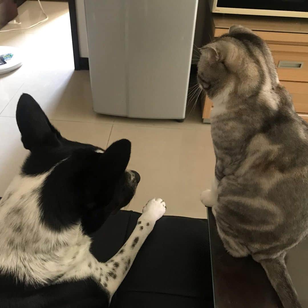 のインスタグラム：「. 🐶台所のきゅうり半分食べちゃったのメイなの💦かつにい、ママにはないsh.... 🐱マーマーー！メイちんがきゅうり盗み食いしたって！ . . 🐶💦🥒 . . #メイとかつお」