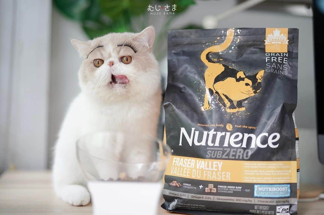 むじさまさんのインスタグラム写真 - (むじさまInstagram)「My make up for dinner 😋  #AnimalEyeAF #SonyAlphaAnimalPortraitTH #A7M3 #nutrience #nutriencethailand」6月29日 20時15分 - mujisama