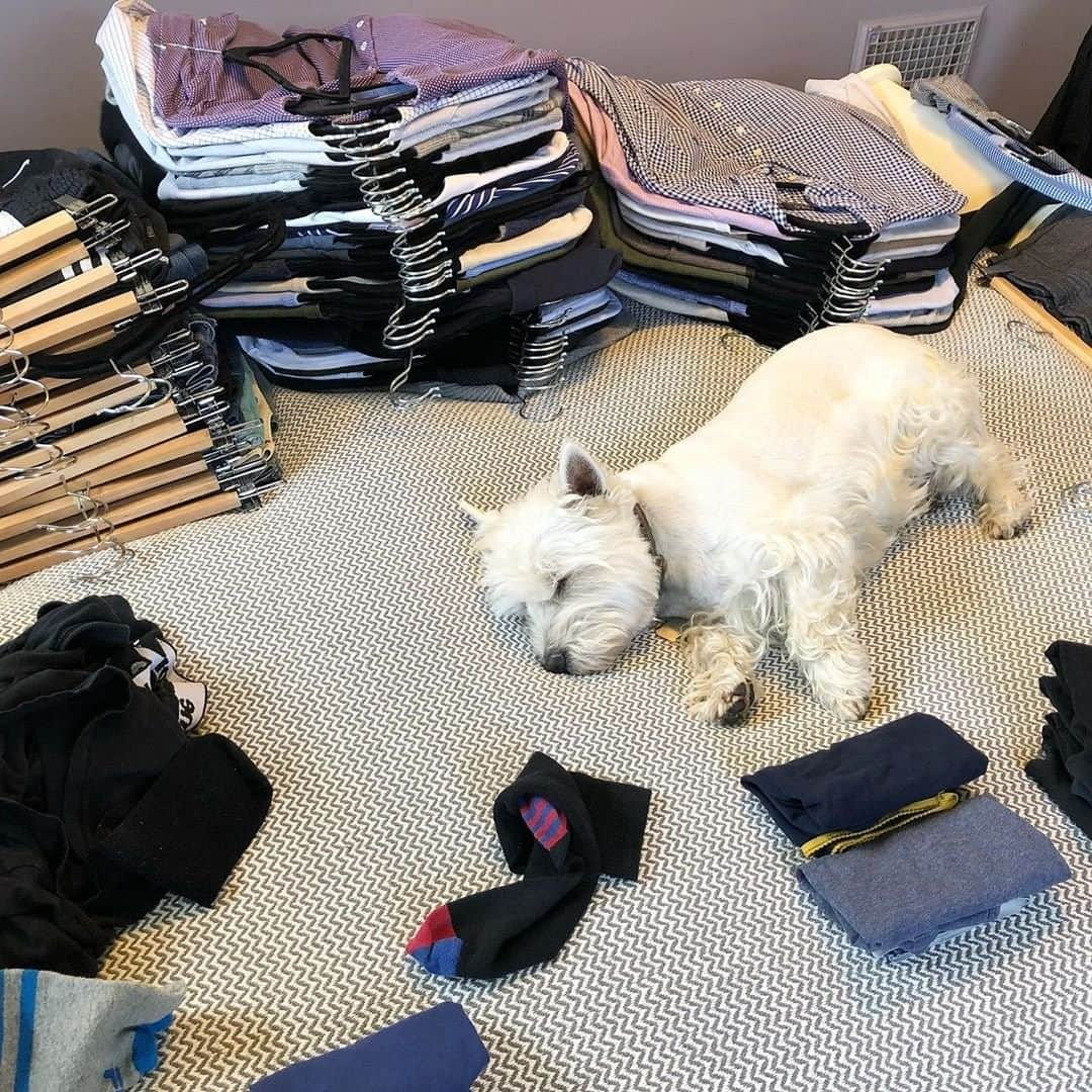 近藤麻理恵さんのインスタグラム写真 - (近藤麻理恵Instagram)「Tidying fully and completely is tiring, but it will be worth the effort! #konmaripets photo by @motherofwesties.」6月29日 21時15分 - mariekondo