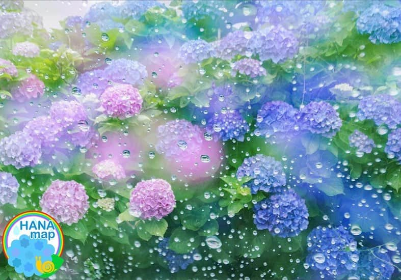 はなまっぷ❁日本の花風景さんのインスタグラム写真 - (はなまっぷ❁日本の花風景Instagram)「💠☔️はなまっぷの紫陽花まつり☔️💠 * @kaeeru13 さんの 紫陽花に花まるを💮 * 梅雨を彩る素敵な紫陽花をありがとうございます😊💠 * 💠アジサイの花言葉💠 家族団らん、仲良し * ☔️•••💠•••🌈•••🐸•••🌈•••💠•••☔️ * 💠紫陽花まつり概要💠 * 期間:〜6/30頃まで * タグ:#はなまっぷ イベント用タグはありません * #はなまっぷ  のタグの中から、紫陽花のお写真をどんどんご紹介させていただきます。期間中はランダムに、複数枚投稿でもご紹介させていただく場合がございます。 * #紫陽花#アジサイ#あじさい#日本#梅雨#花#雨 * ☔️•••💠•••🌈•••🐌•••🌈•••💠•••☔️ *」6月29日 21時32分 - hanamap