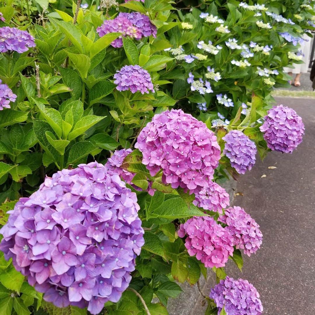 ENGIYA｜縁器屋さんのインスタグラム写真 - (ENGIYA｜縁器屋Instagram)「.﻿ 小石原焼の産地である東峰村の紫陽花も綺麗に咲いております。﻿ ﻿ もう少し梅雨は続きますが、季節の花を楽しみながら乗り切りましょう！﻿明日は全国的に大雨のため、ご注意下さい。 ﻿ 📸:縁器屋 福岡スタッフ﻿ ﻿ #東峰村 #紫陽花 #あじさい #梅雨 #雨」6月29日 21時34分 - engiya_japan
